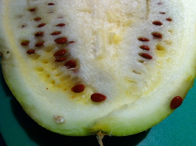 jam melon pineapple rogue