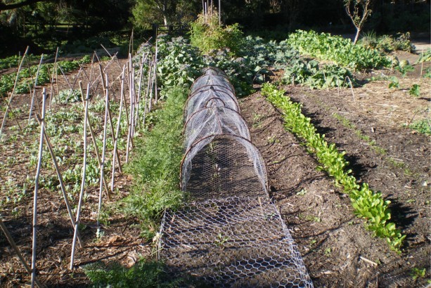 Neat orderly rows in the kitchen garden at Vaucluse House
