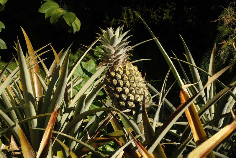 A pineapple growing in the kitchen garden at Vaucluse House.