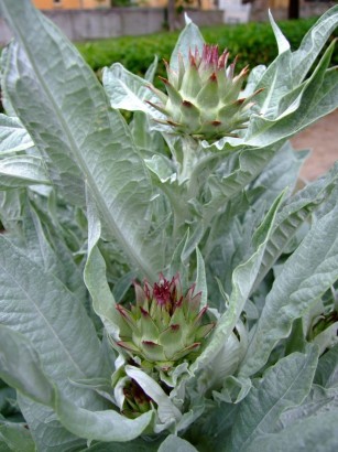 Cardoon, a vegetable growing in the kitchen garden