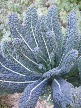 Cavolo nero kale, a vegetable growing in the kitchen garden.