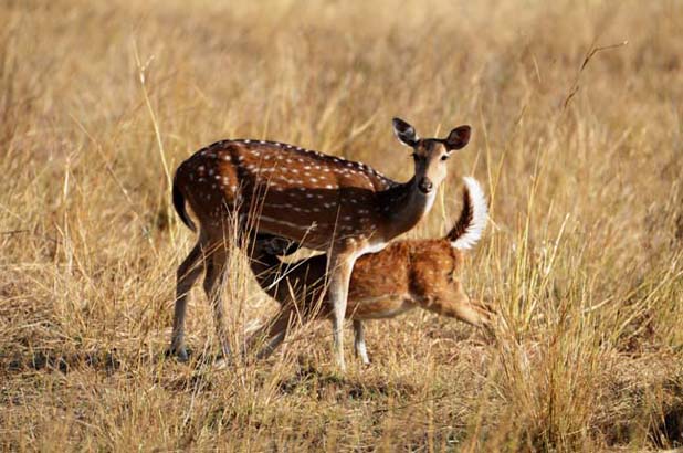 An Indian spotted deer with baby in Bandhavgarh National Park. 