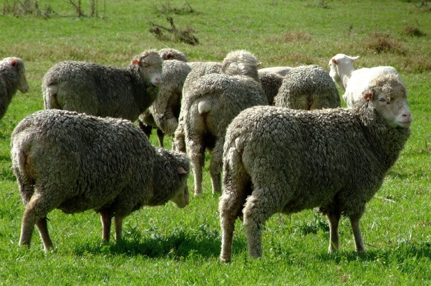 Merino sheep in a paddock at the Elizabeth Macarthur Agricultural Institute.