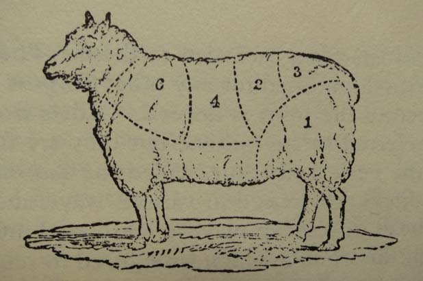 An illustration of a sheep with sections describing the different cuts of meat.