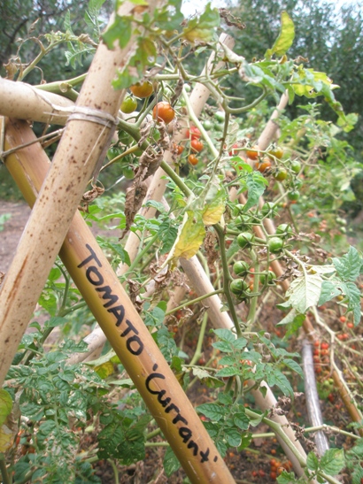 Tomatoes growing on crossed wooden stakes in the kitchen garden.