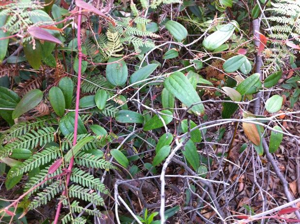 Narrow leaf sweet tea growing in amongst ferns.