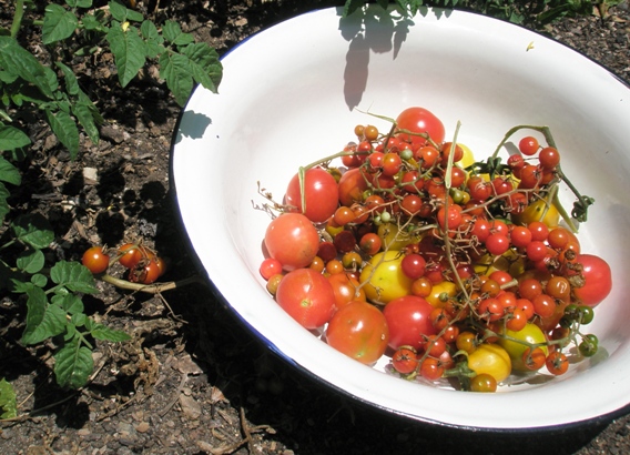 Various sizes heirloom tomatoes in a bowl in the garden. 