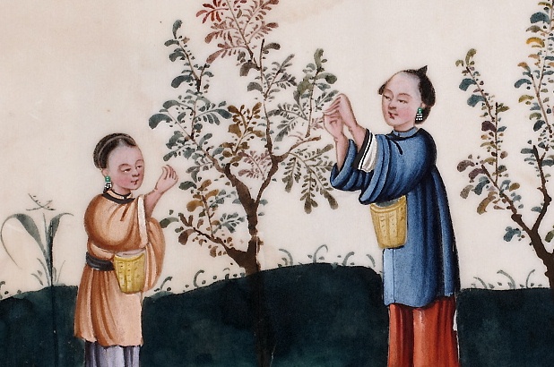 Image showing two women picking tea leaves.