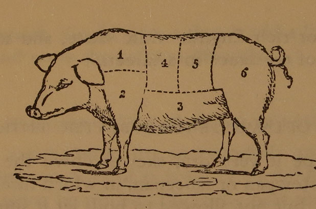 An illustration of a pig with sections describing the different cuts of meat.