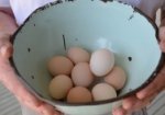 Eggs from the chickens at Rouse Hill House and Farm