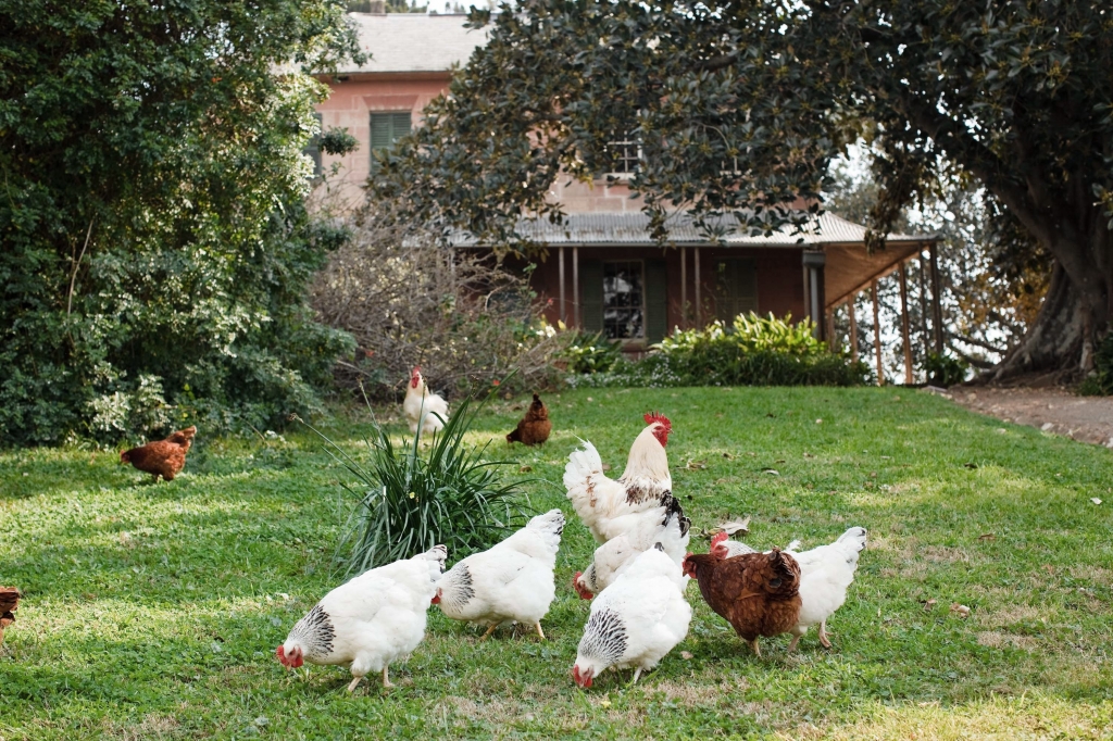 The chickens at Rouse Hill House and Farm parading across the lawns near the house.