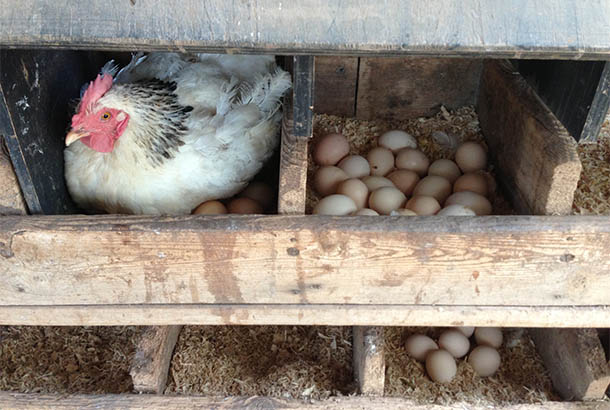 A broody hen and stacks of eggs at Rouse Hill House and Farm.