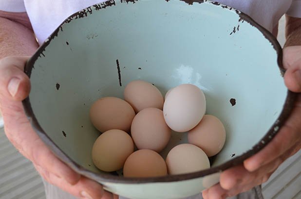 Eggs from the chickens at Rouse Hill House and Farm.