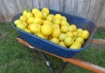 A wheel barrow filled with grapefruits.