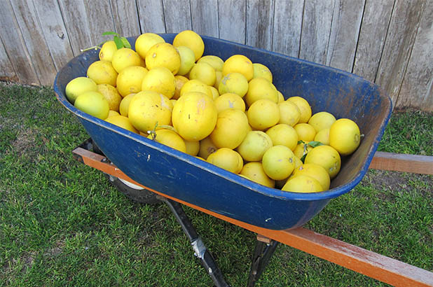 A wheel barrow filled with grapefruits.