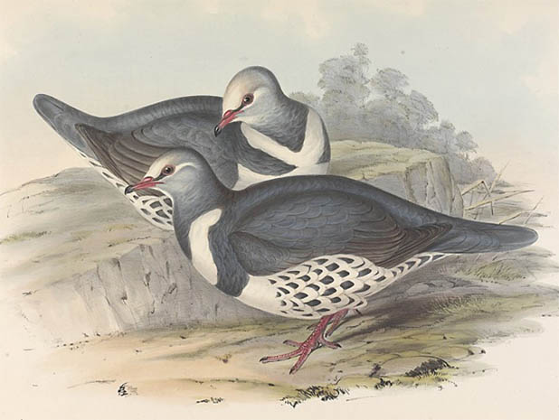 Lithograph of two Wonga Pigeons in a landscape.
