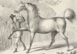Detail of a lithograph of a race horse