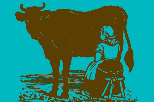 Dairymaid milking a cow