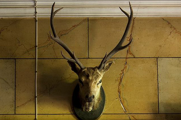 Stag trophy in the vestibule at Rouse Hill House