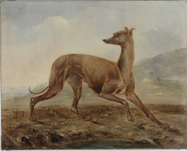 Kangaroo dog owned by Mr Dunn of Castlereagh Street Sydney by Thomas Tyrwhitt Balcombe 1853