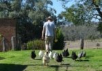 Farm manager Lawrence with his chicken entourage at Rouse Hill House and Farm. (c) Scott Hill, Sydney Living Museums