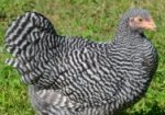 Plymouth Rock chicken at Rouse Hill House