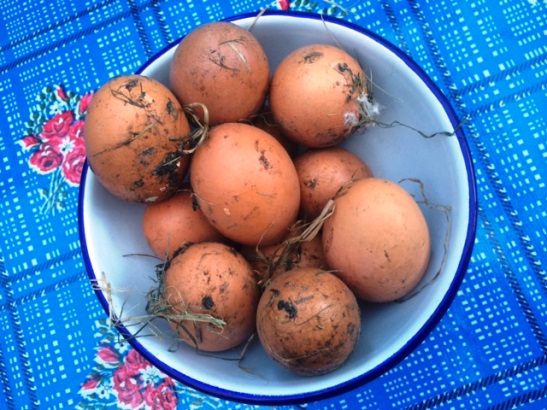 Freshly gathered eggs