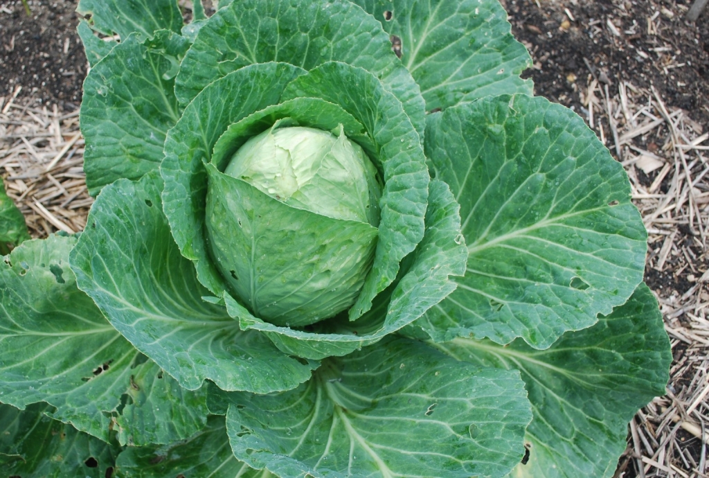 Late Flat Dutch cabbage growing at Vaucluse House