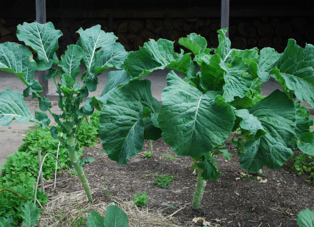 Chou Moullier Kale growing at Elizabeth Farm