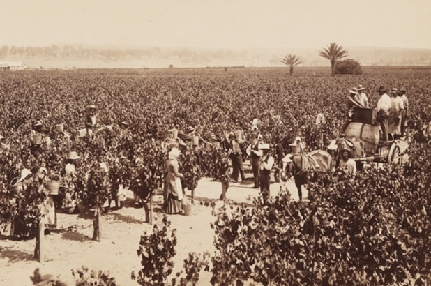 Grape picking at Dalwood Vineyards Branxton 1886