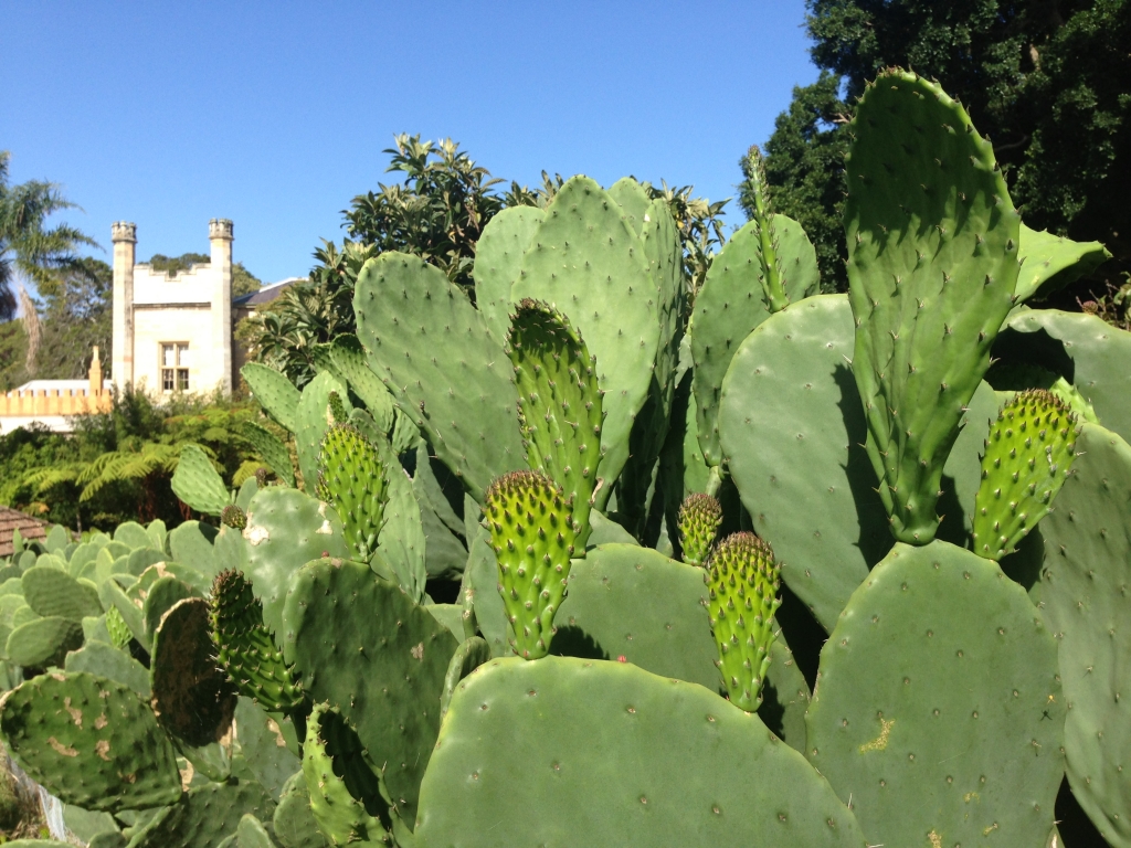 Young ‘paddles’ on the prickly pear hedge at Vaucluse House