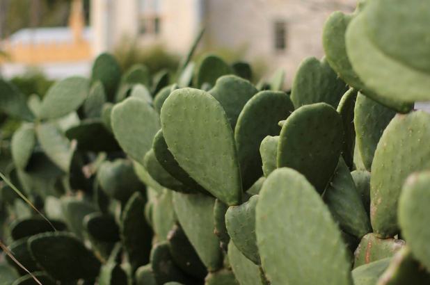 Prickly pear hedge guarding the Vaucluse House kitchen garden