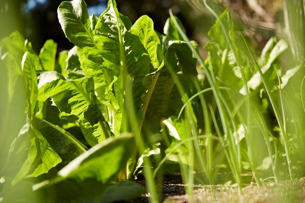Lettuces growing in the kitchen garden at Vaucluse House.