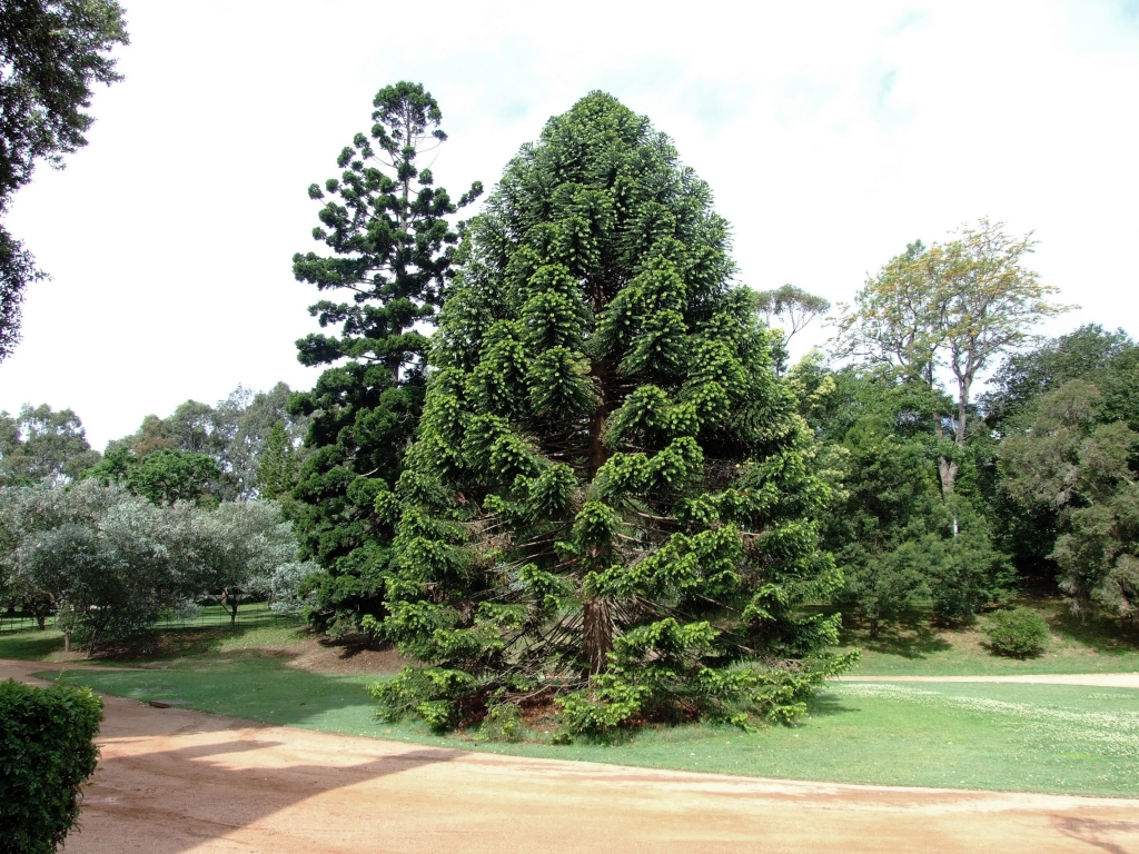 Replanted Bunya pine in the carriage loop at Vaucluse House