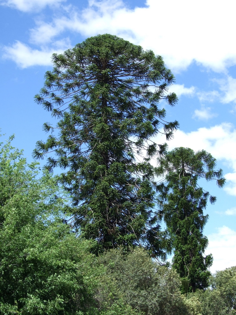 Mature Bunya pines growing to the east of Elizabeth Farm