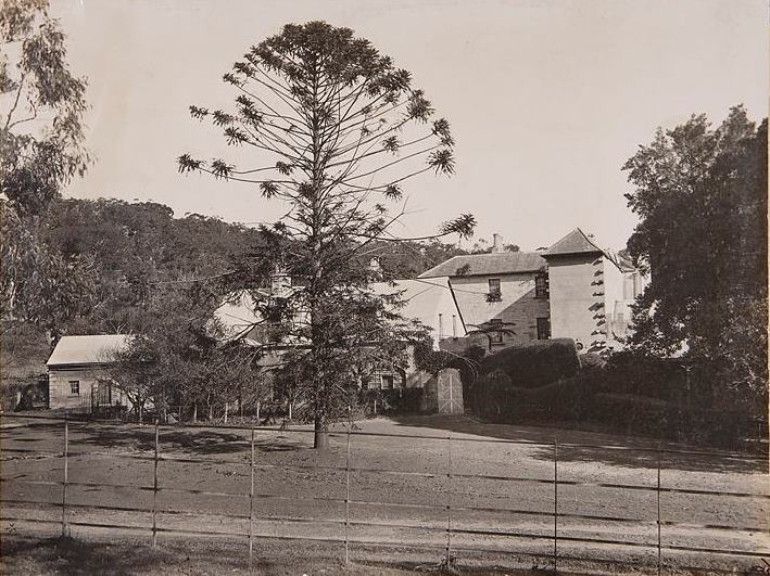 Bunya pine at Vaucluse House in June 1909