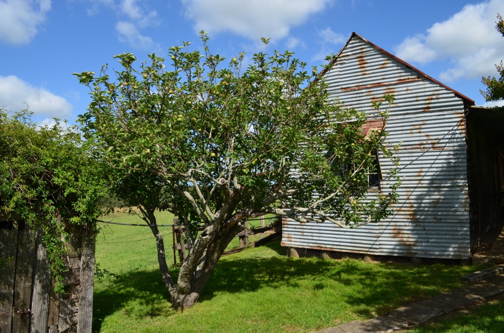 Apple tree growing beside the cottage