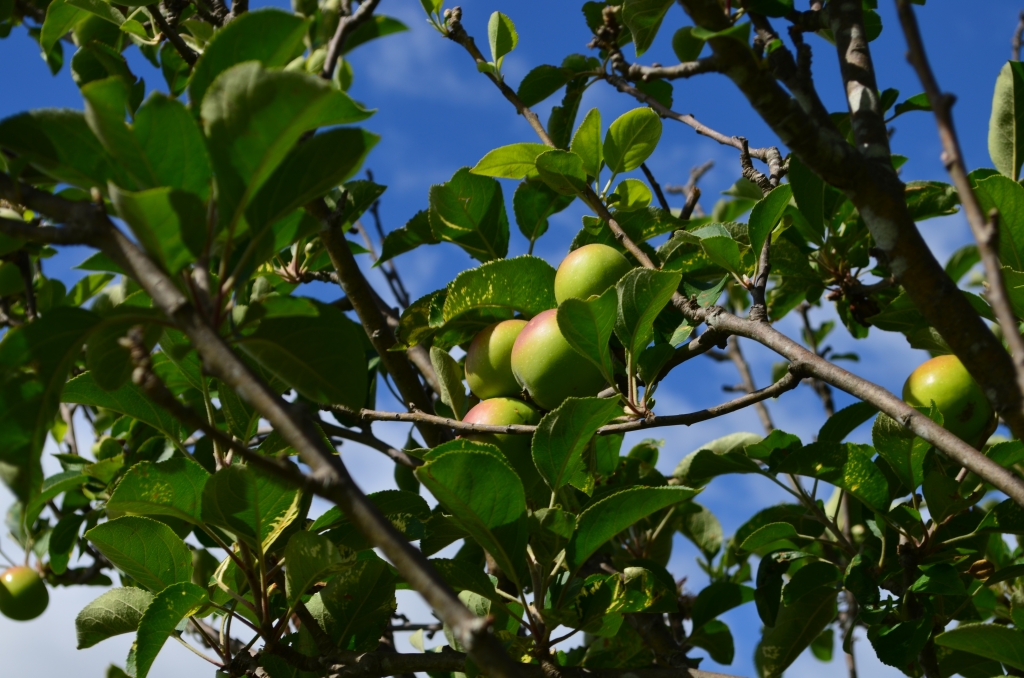 Apples growing beside the cottage