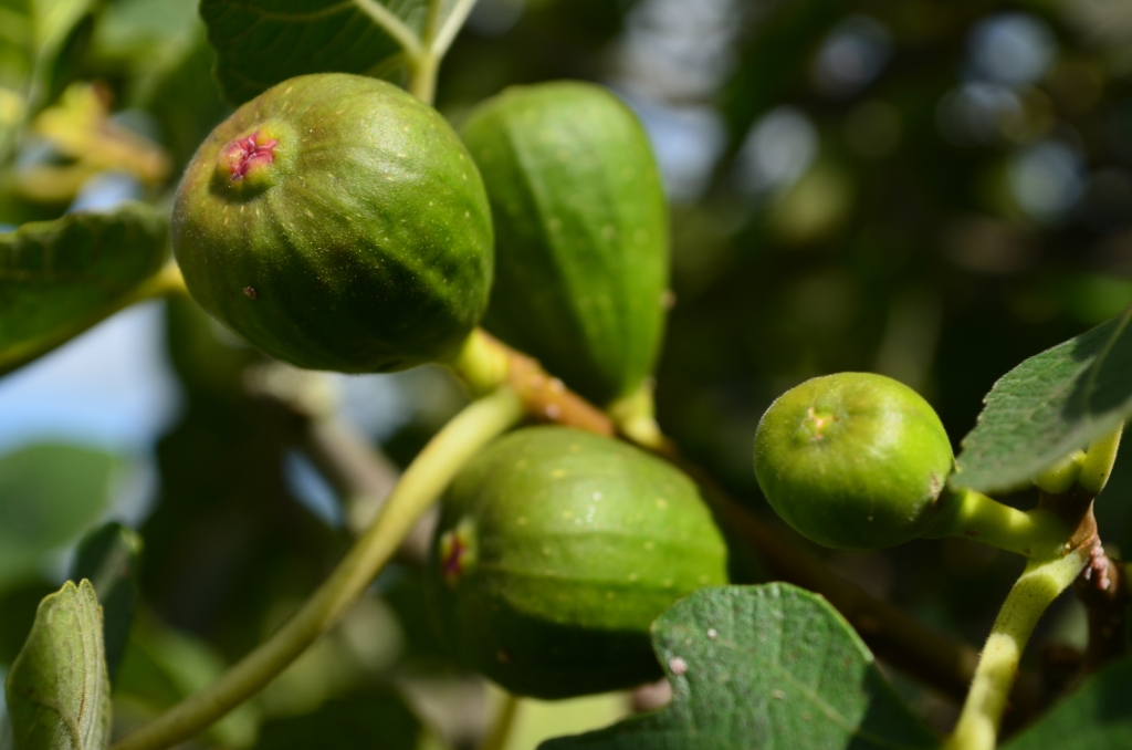 Figs on the tree