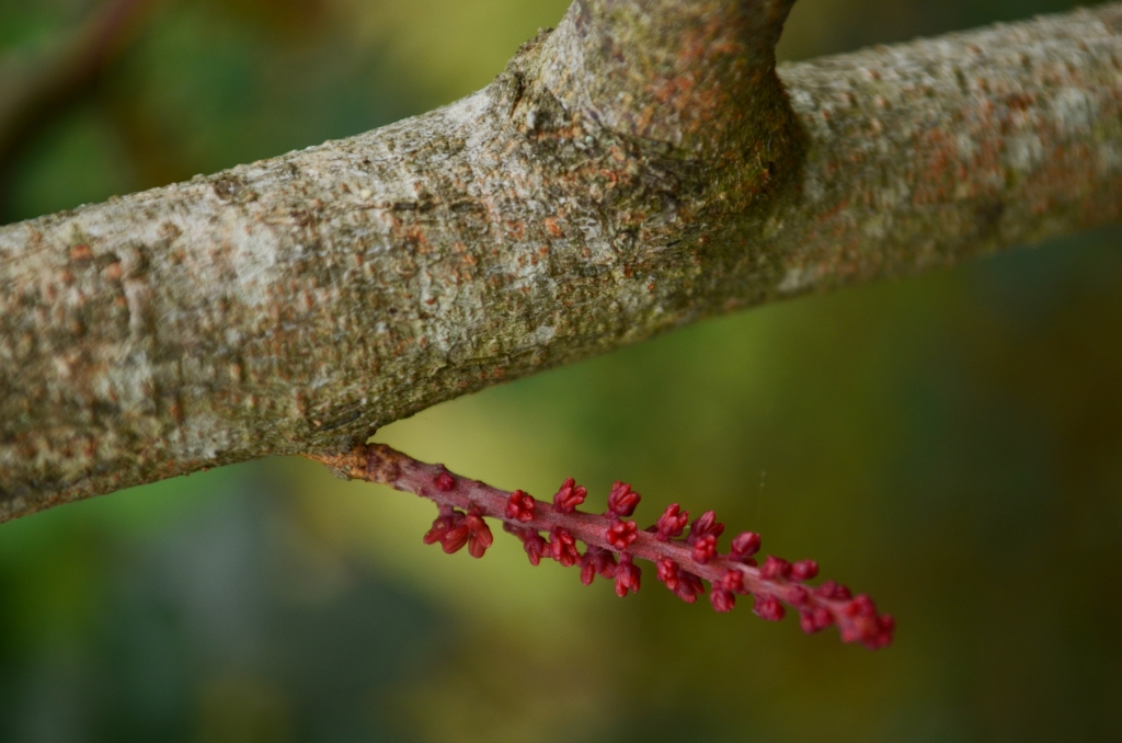 Single red male carob tree flower