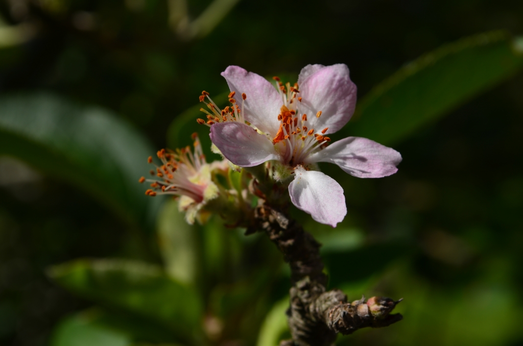 One last blossom. Apple tree growing beside the cottage.