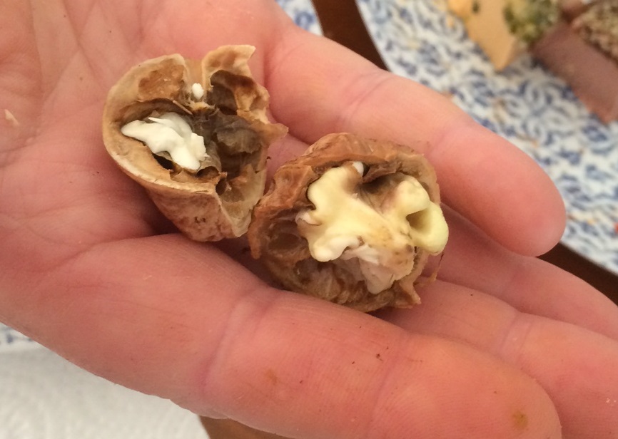 Fresh young walnuts