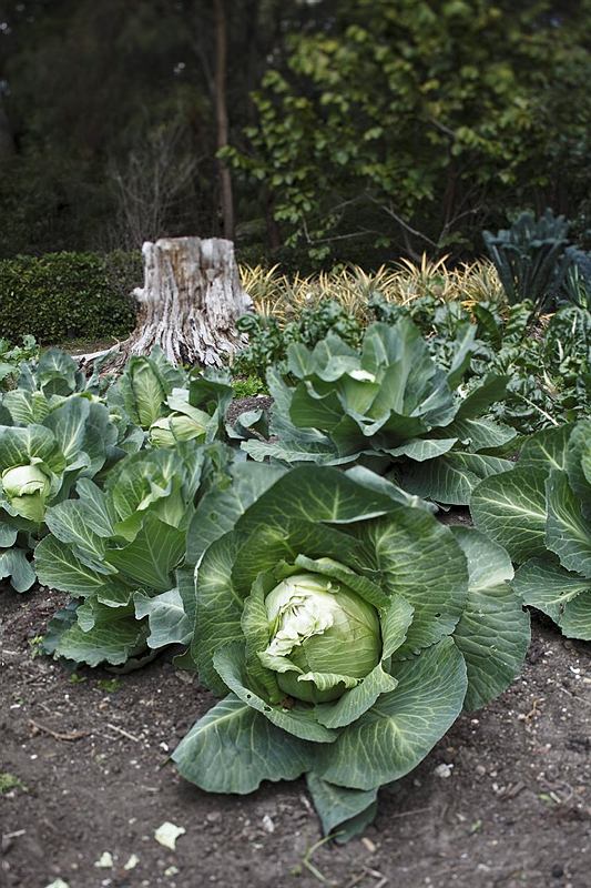 Cabbages in the kitchen garden at Vaucluse House 