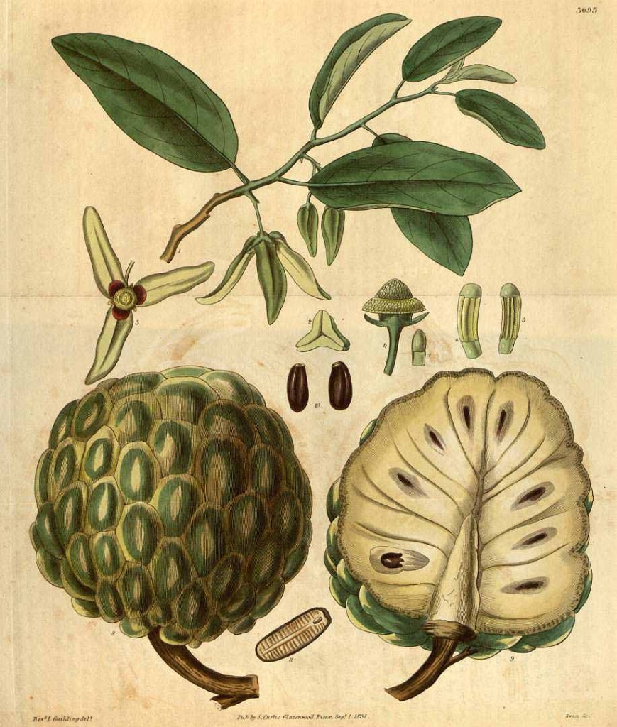 Hand-coloured botanical illustration of a sugar-apple, its seeds and leaves
