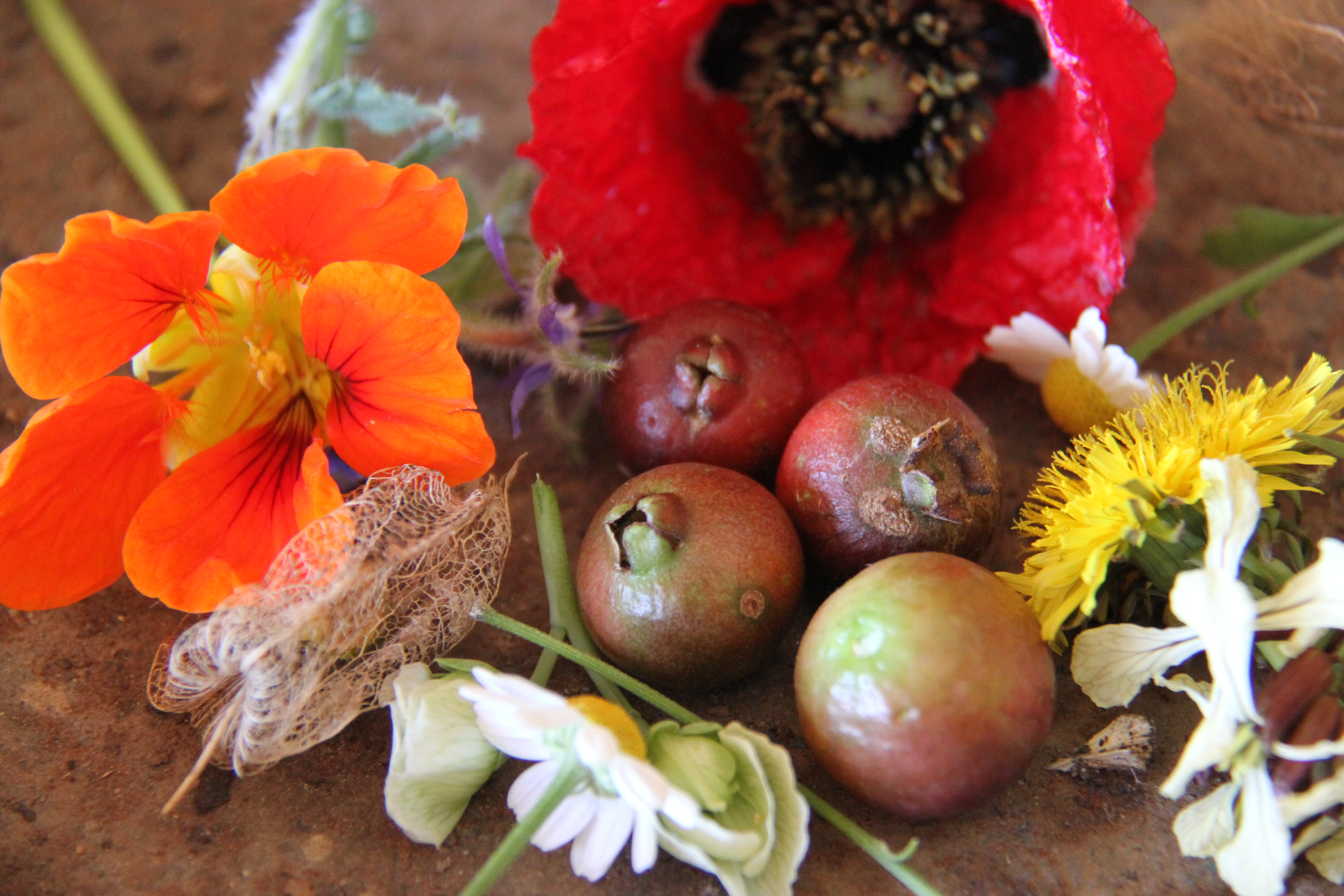 Photograph of cherry guavas and flowers