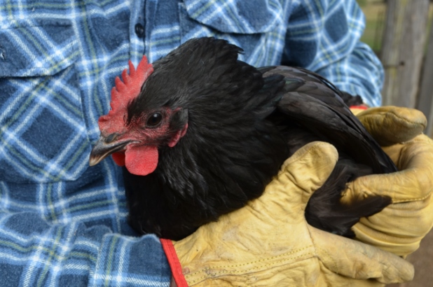 Australorp chicken at Rouse Hill House. Photo © Scott Hill Sydney Living Museums