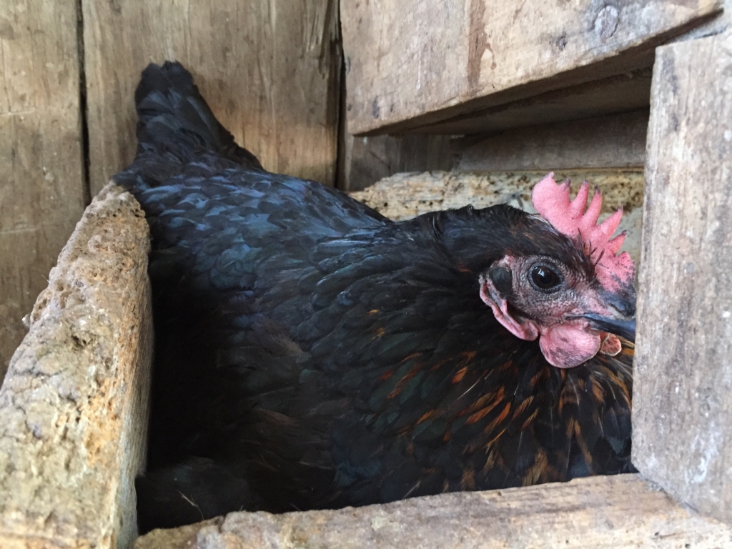 Bernice the broody Australorp at Rouse Hill_Photo © Scott Hill for Sydney Living Museums