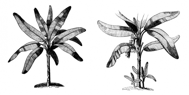 Musa paradisiaca and Musa sapientum from Paxtons 'Magazine of Botany and Register of Flowering Plants', Vol. 3, 1837. Image: Missouri Botanical Gardens
